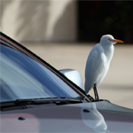 Lakschade door vogelpoep voorkomen | Autobedrijf Auto Nol